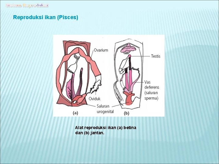 Reproduksi ikan (Pisces) Alat reproduksi ikan (a) betina dan (b) jantan. 