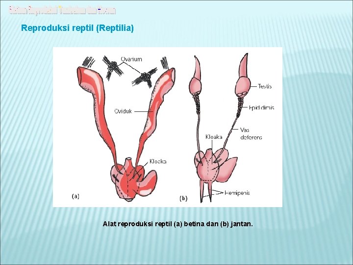 Reproduksi reptil (Reptilia) Alat reproduksi reptil (a) betina dan (b) jantan. 