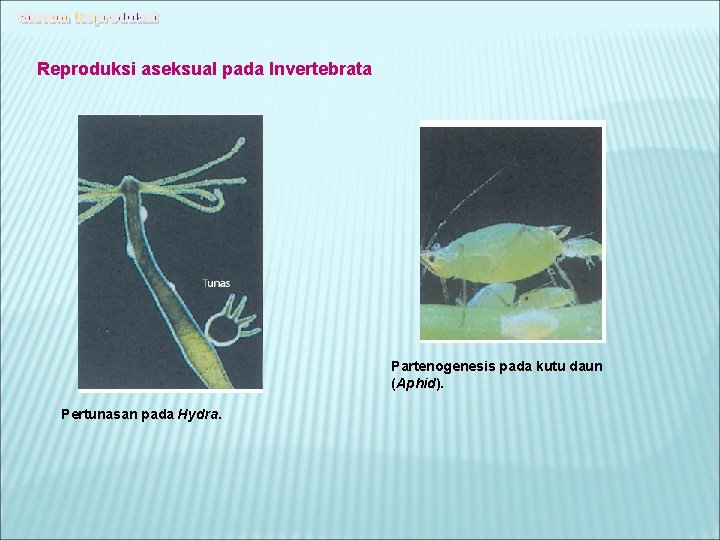 Reproduksi aseksual pada Invertebrata Partenogenesis pada kutu daun (Aphid). Pertunasan pada Hydra. 