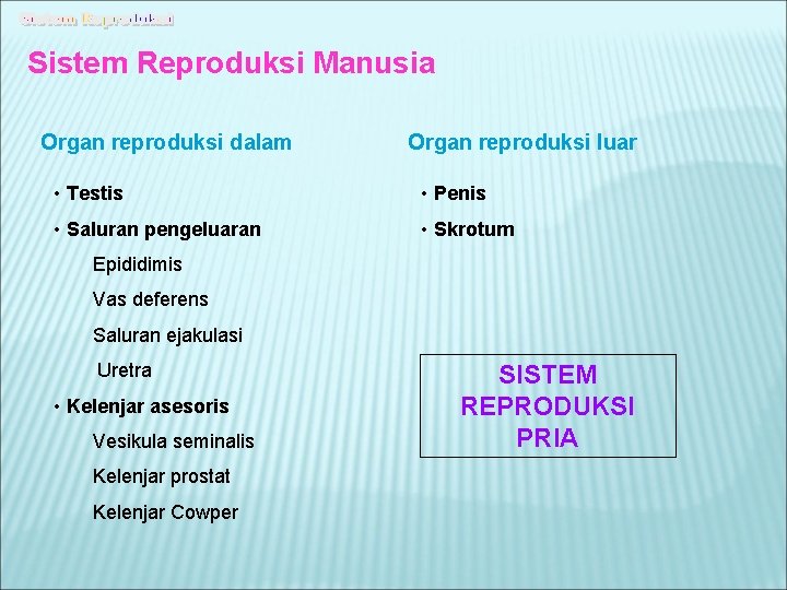 Sistem Reproduksi Manusia Organ reproduksi dalam Organ reproduksi luar • Testis • Penis •