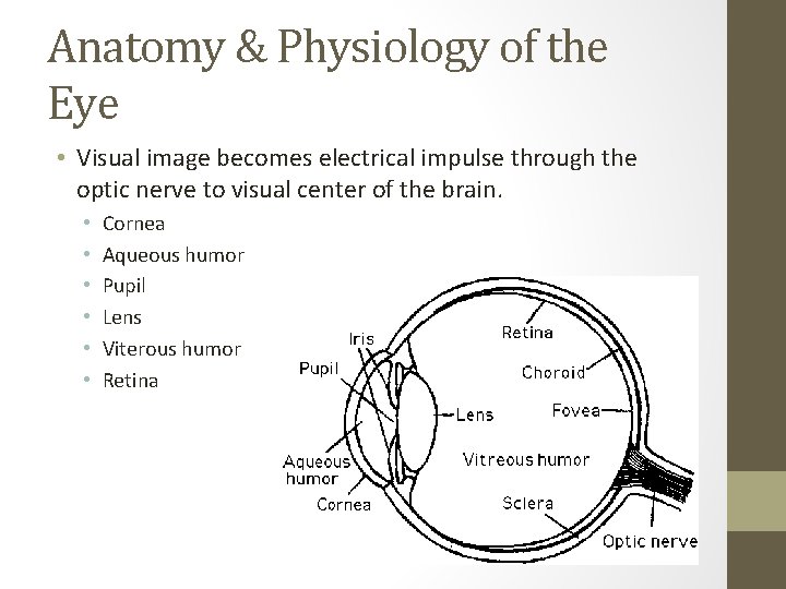 Anatomy & Physiology of the Eye • Visual image becomes electrical impulse through the