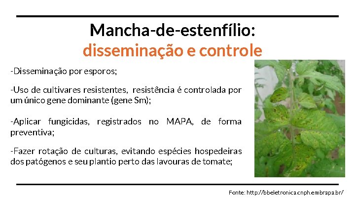 Mancha-de-estenfílio: disseminação e controle -Disseminação por esporos; -Uso de cultivares resistentes, resistência é controlada