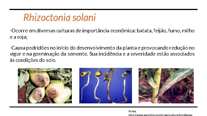 Rhizoctonia solani -Ocorre em diversas culturas de importância econômica: batata, feijão, fumo, milho e