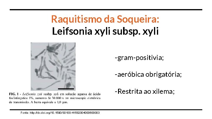 Raquitismo da Soqueira: Leifsonia xyli subsp. xyli -gram-positivia; -aeróbica obrigatória; -Restrita ao xilema; Fonte: