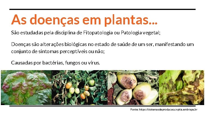 As doenças em plantas. . . São estudadas pela disciplina de Fitopatologia ou Patologia