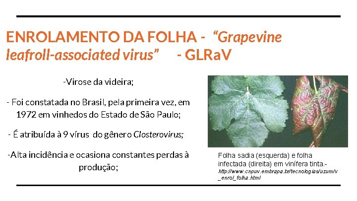 ENROLAMENTO DA FOLHA - “Grapevine leafroll-associated virus” - GLRa. V -Virose da videira; -