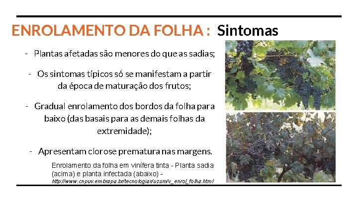 ENROLAMENTO DA FOLHA : Sintomas - Plantas afetadas são menores do que as sadias;