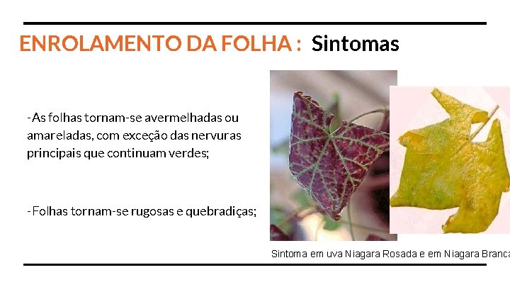 ENROLAMENTO DA FOLHA : Sintomas -As folhas tornam-se avermelhadas ou amareladas, com exceção das
