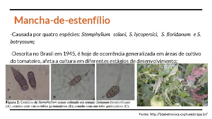 Mancha-de-estenfílio -Causada por quatro espécies: Stemphylium solani, S. lycopersici, S. floridanum e S. botryosum;