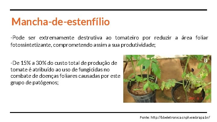 Mancha-de-estenfílio -Pode ser extremamente destrutiva ao tomateiro por reduzir a área foliar fotossintetizante, comprometendo
