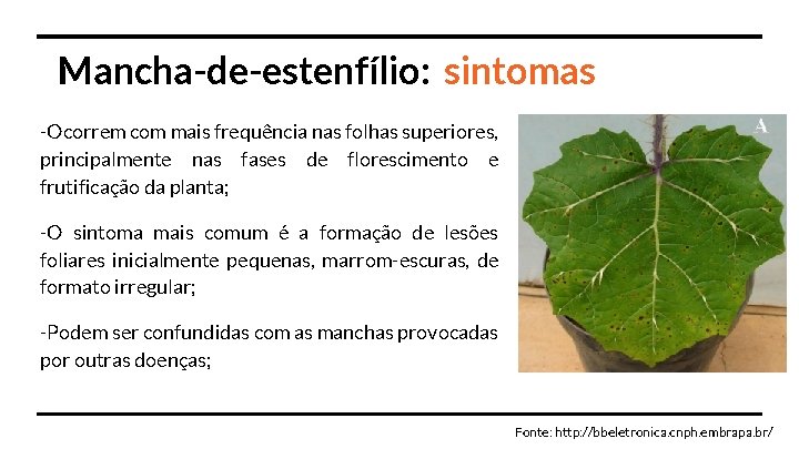 Mancha-de-estenfílio: sintomas -Ocorrem com mais frequência nas folhas superiores, principalmente nas fases de florescimento