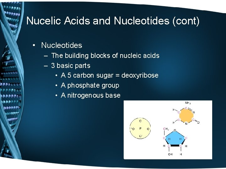 Nucelic Acids and Nucleotides (cont) • Nucleotides – The building blocks of nucleic acids