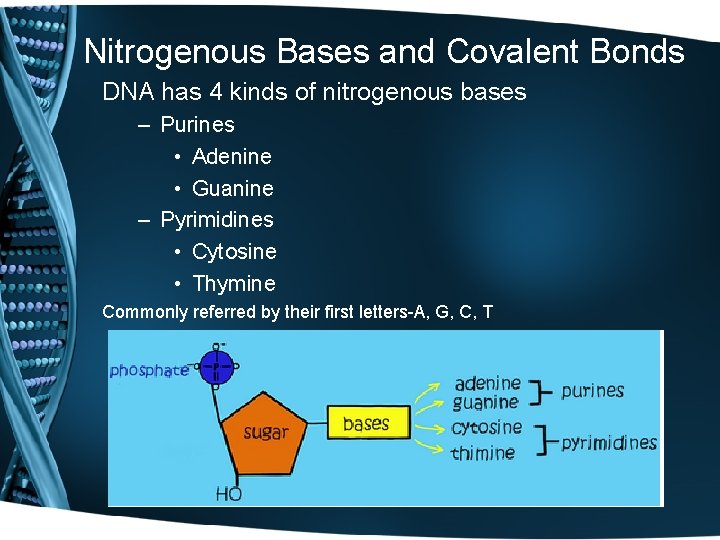 Nitrogenous Bases and Covalent Bonds DNA has 4 kinds of nitrogenous bases – Purines