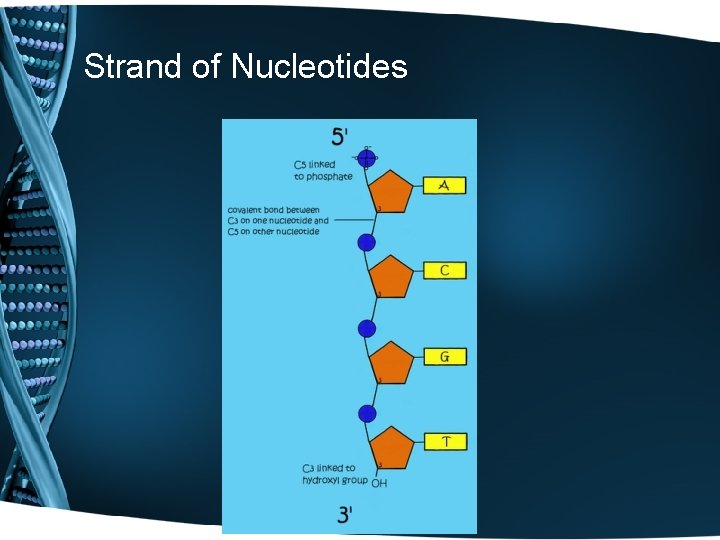 Strand of Nucleotides 