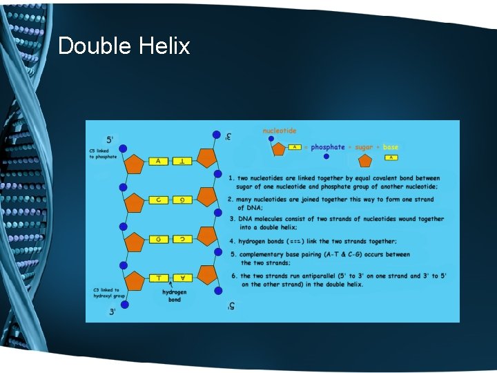 Double Helix 