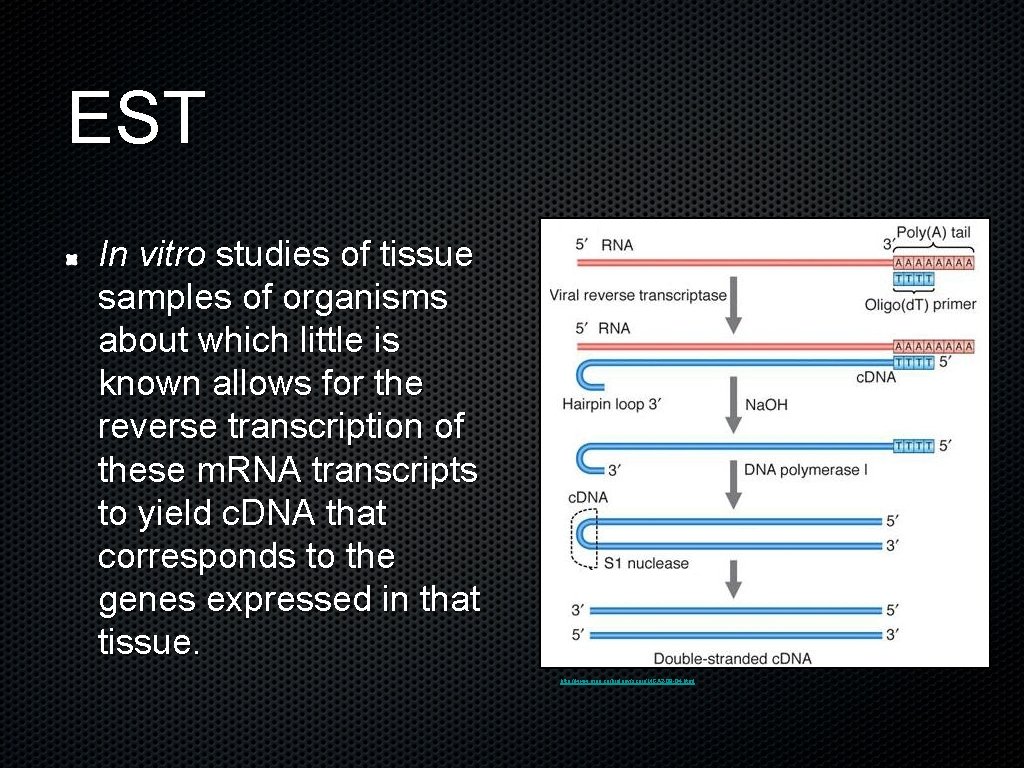 EST In vitro studies of tissue samples of organisms about which little is known