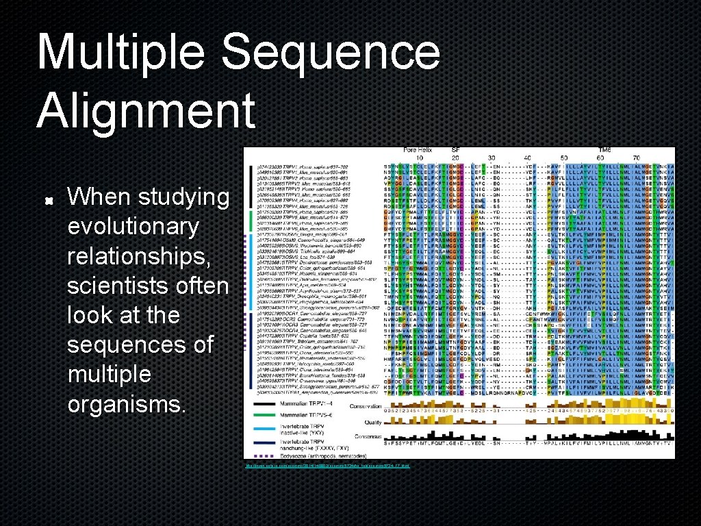 Multiple Sequence Alignment When studying evolutionary relationships, scientists often look at the sequences of