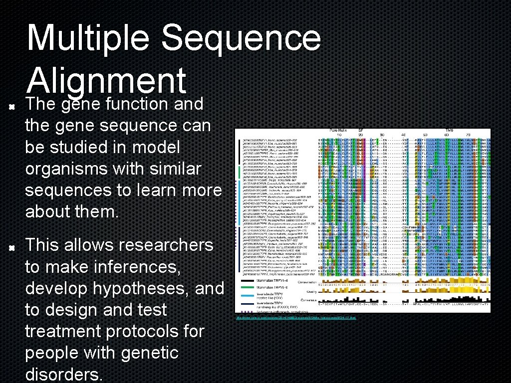 Multiple Sequence Alignment The gene function and the gene sequence can be studied in