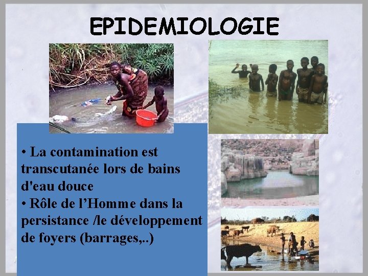 EPIDEMIOLOGIE • La contamination est transcutanée lors de bains d'eau douce • Rôle de