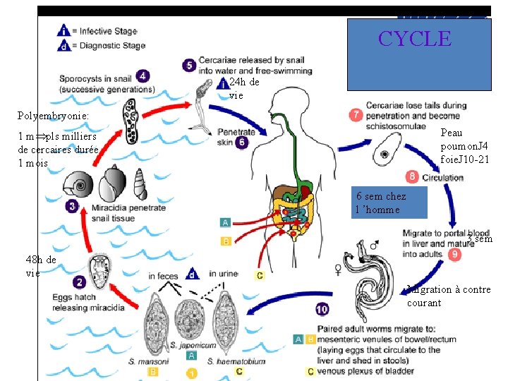 CYCLE 24 h de vie Polyembryonie: Peau poumon. J 4 foie. J 10 -21