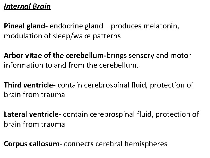 Internal Brain Pineal gland- endocrine gland – produces melatonin, modulation of sleep/wake patterns Arbor