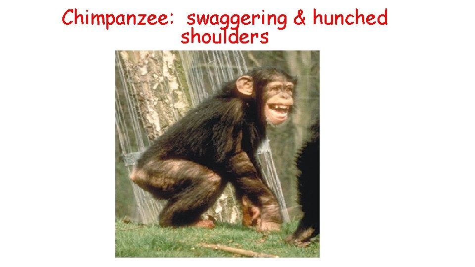 Chimpanzee: swaggering & hunched shoulders 