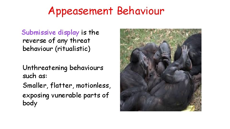 Appeasement Behaviour Submissive display is the reverse of any threat behaviour (ritualistic) Unthreatening behaviours