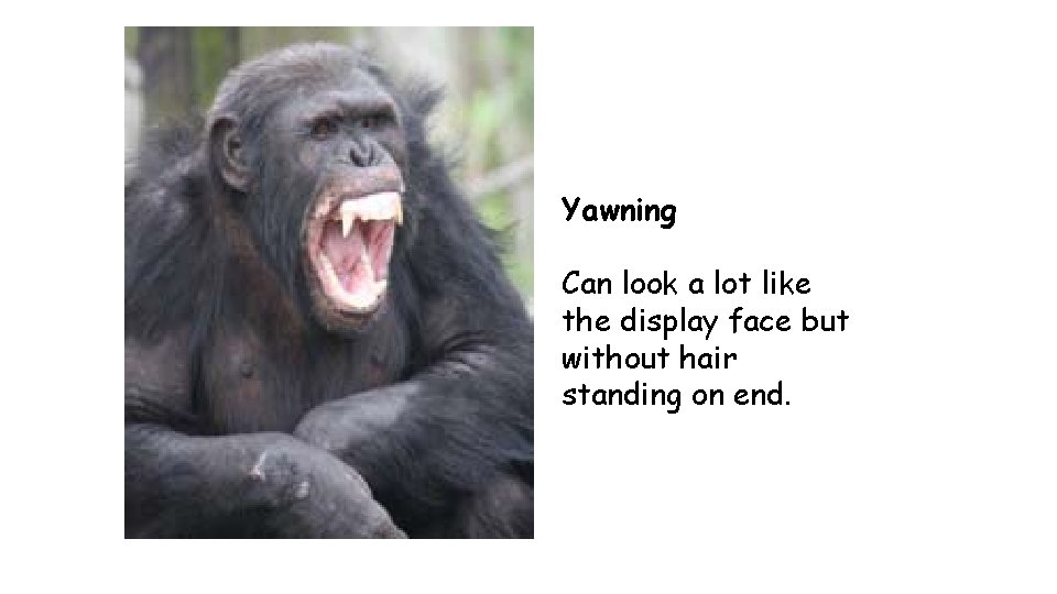 Yawning Can look a lot like the display face but without hair standing on
