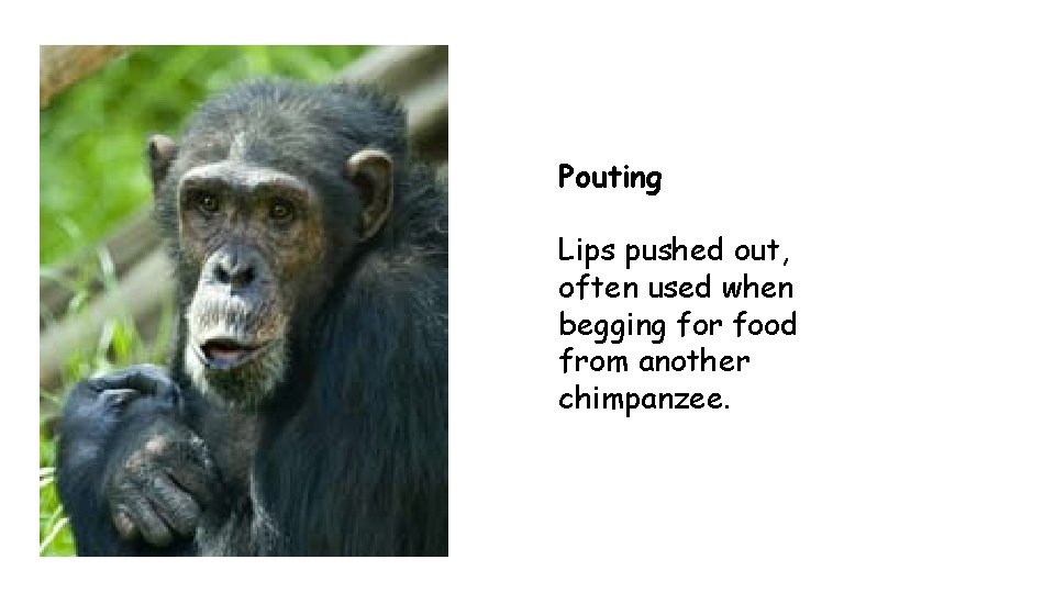 Pouting Lips pushed out, often used when begging for food from another chimpanzee. 
