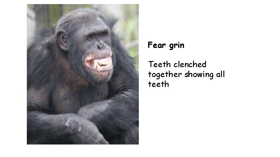 Fear grin Teeth clenched together showing all teeth 