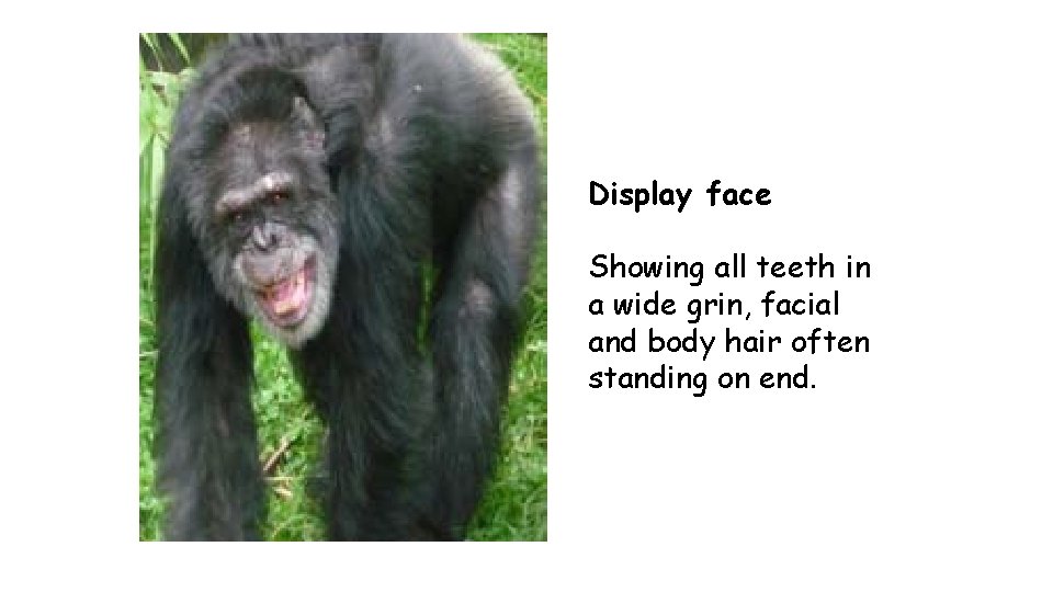 Display face Showing all teeth in a wide grin, facial and body hair often