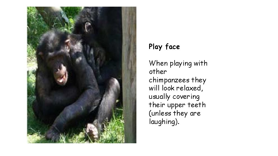 Play face When playing with other chimpanzees they will look relaxed, usually covering their