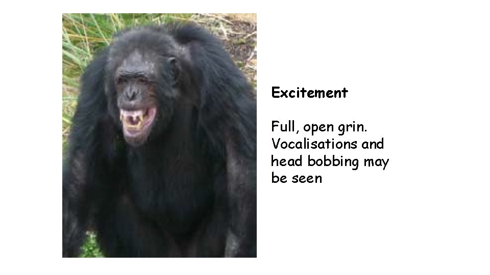 Excitement Full, open grin. Vocalisations and head bobbing may be seen 