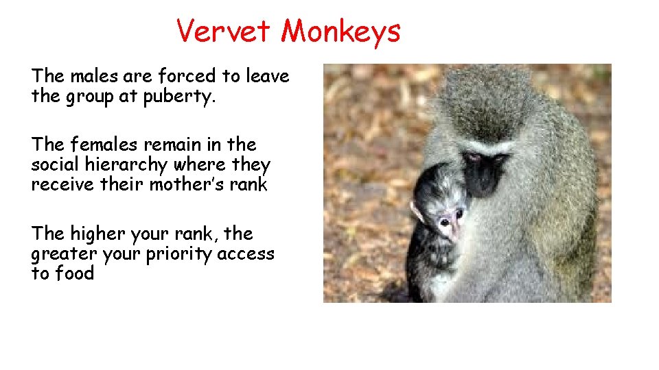 Vervet Monkeys The males are forced to leave the group at puberty. The females