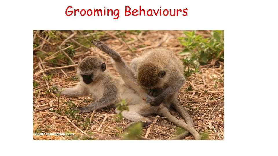 Grooming Behaviours 