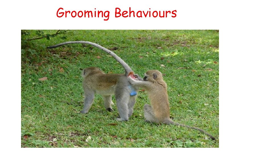 Grooming Behaviours 