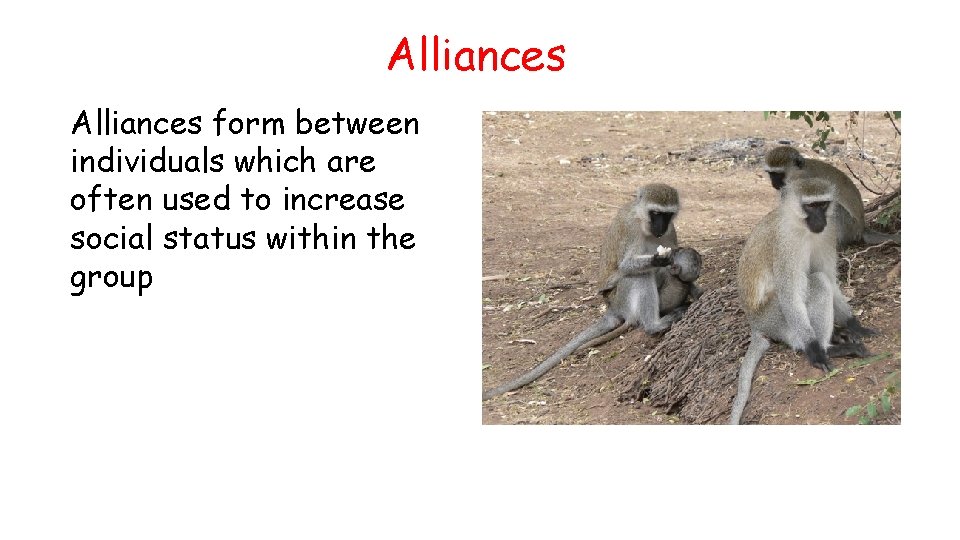 Alliances form between individuals which are often used to increase social status within the