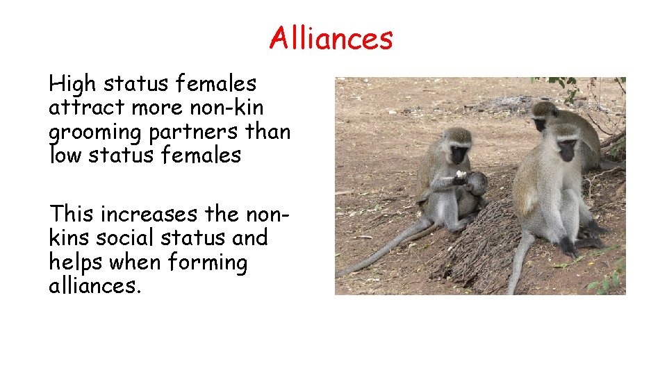 Alliances High status females attract more non-kin grooming partners than low status females This