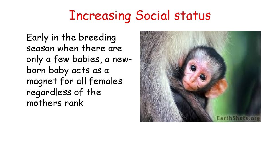 Increasing Social status Early in the breeding season when there are only a few