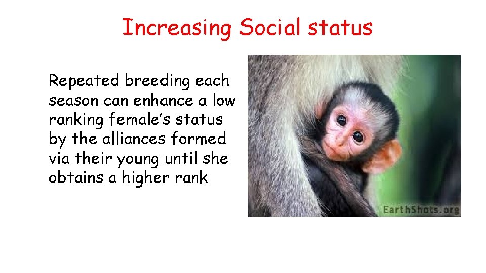 Increasing Social status Repeated breeding each season can enhance a low ranking female’s status