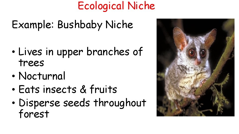Ecological Niche Example: Bushbaby Niche • Lives in upper branches of trees • Nocturnal