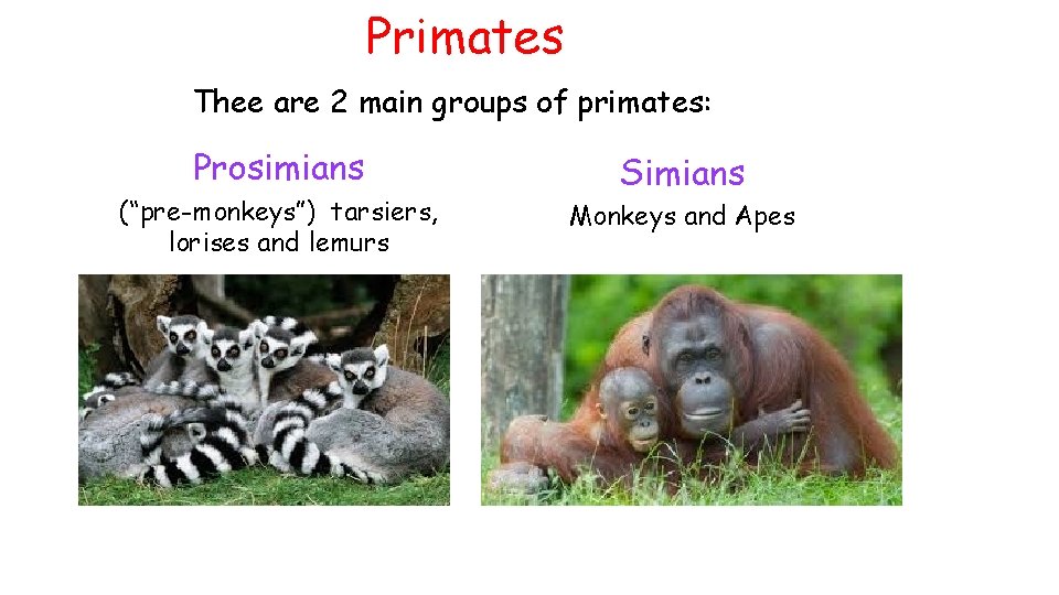 Primates Thee are 2 main groups of primates: Prosimians (“pre-monkeys”) tarsiers, lorises and lemurs