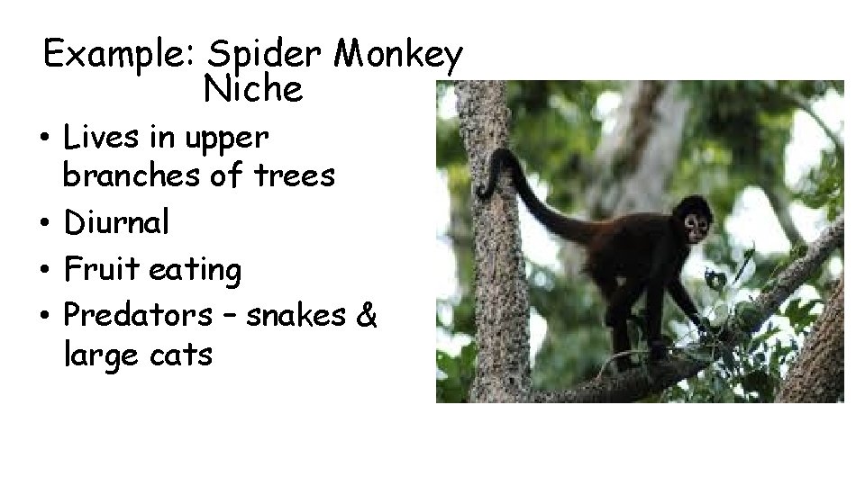 Example: Spider Monkey Niche • Lives in upper branches of trees • Diurnal •