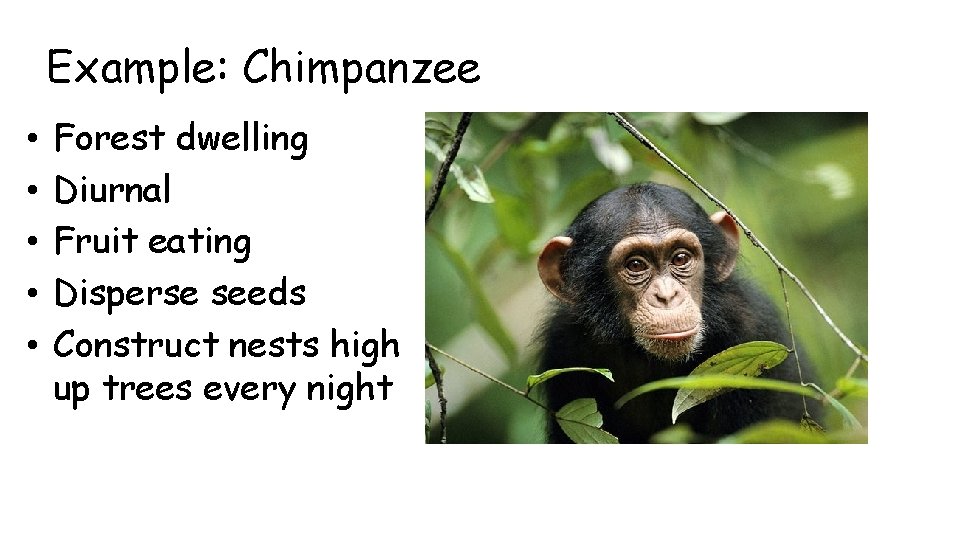 Example: Chimpanzee • • • Forest dwelling Diurnal Fruit eating Disperse seeds Construct nests