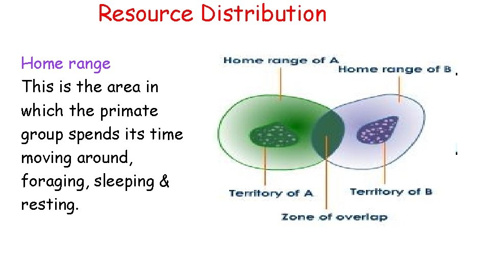 Resource Distribution Home range This is the area in which the primate group spends