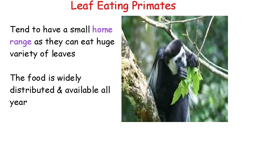 Leaf Eating Primates Tend to have a small home range as they can eat
