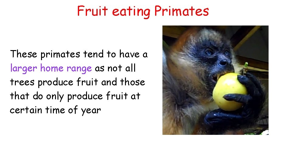 Fruit eating Primates These primates tend to have a larger home range as not