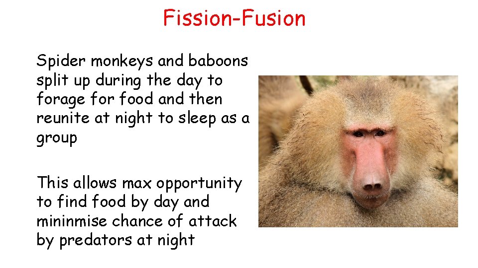 Fission-Fusion Spider monkeys and baboons split up during the day to forage for food