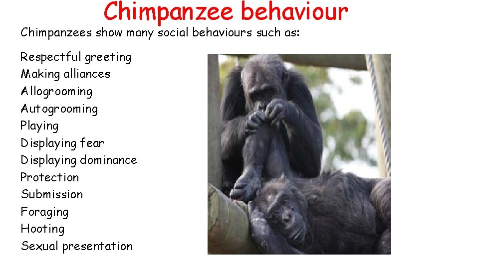 Chimpanzee behaviour Chimpanzees show many social behaviours such as: Respectful greeting Making alliances Allogrooming