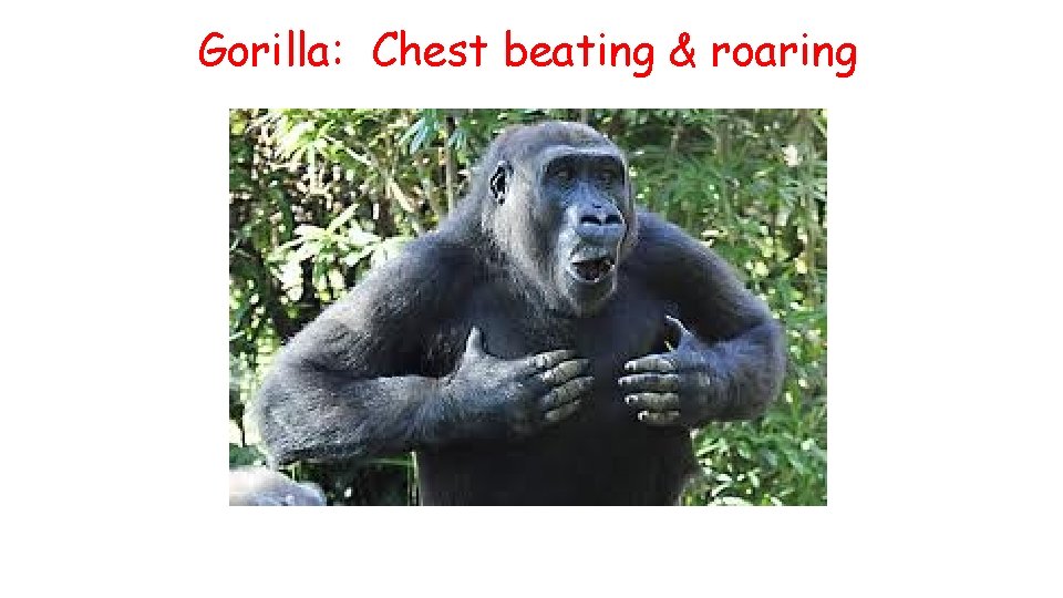 Gorilla: Chest beating & roaring 